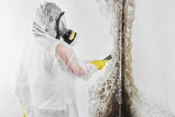 Best Mold Removal Specialists  in Ben Bolt, TX