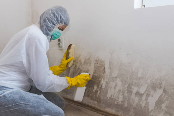 Professional Mold Removal in Ben Bolt, TX