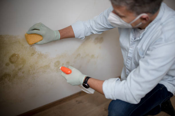 Best Fast Mold Removal  in Ben Bolt, TX