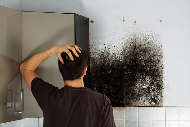 Best Mold Damage Repair  in Ben Bolt, TX
