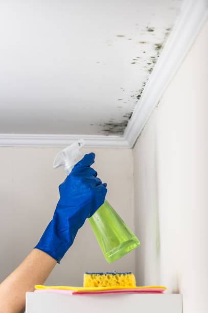 Best Black Mold Removal  in Ben Bolt, TX